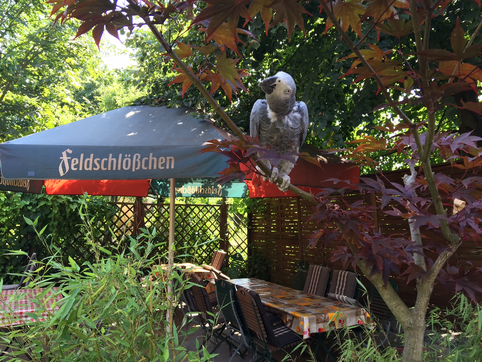 Der Biergarten